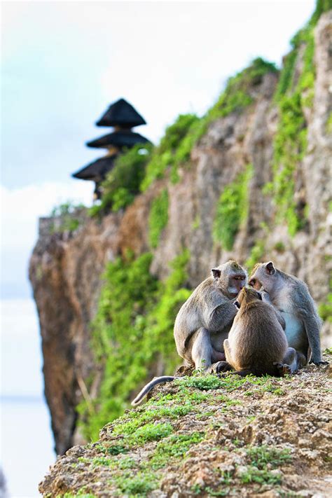 Monkeys At Uluwatu Temple Photograph by Matthew Micah Wright - Fine Art America