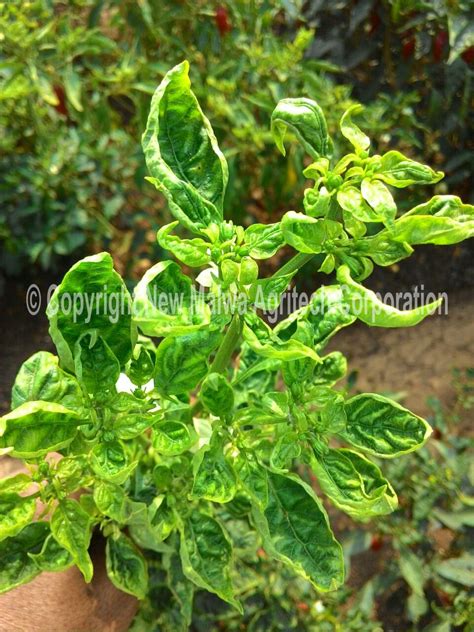 Leaf curl virus on chilli | New Malwa Agritech Corporation