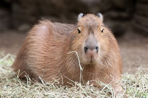 Curiosidades... ¿Conoces a la Capybara? - Cobayas CuiCui