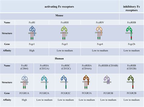 Frontiers | Fc Gamma Receptors as Regulators of Bone Destruction in Inflammatory Arthritis ...