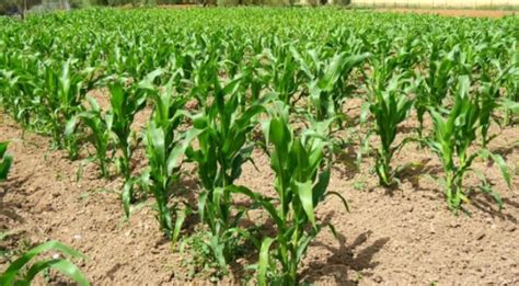 Maize Cultivation: Know the Climatic Requirements, Suitable Land, Seed ...