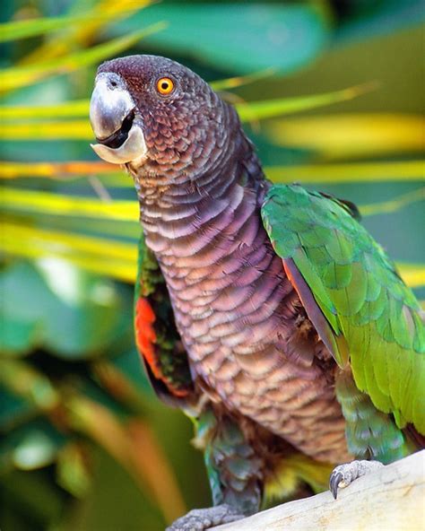 Buy Imperial Amazon Parrot Online - For Sale - Top Breeders