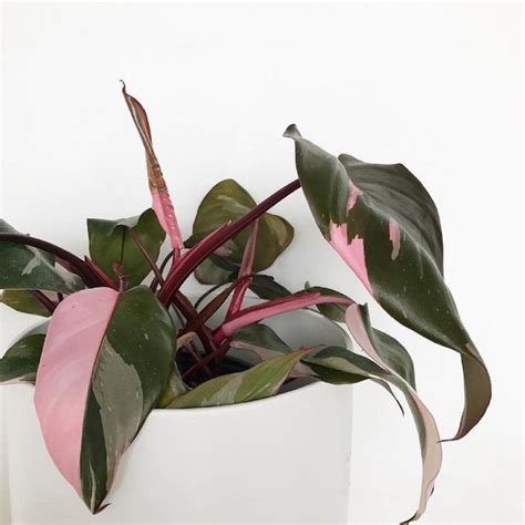 Step Aside, Fiddle Leaf Fig—This Stunning Plant Is Trending | Pink ...