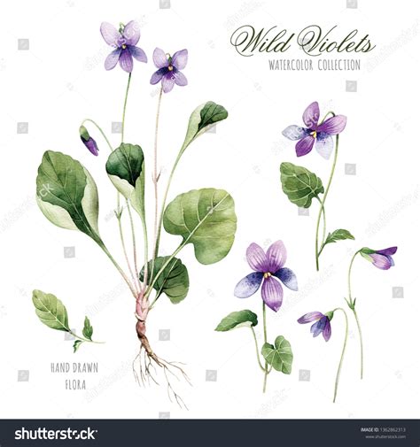 Flowers Field Violets Botanical Illustration Violet Stock Illustration ...