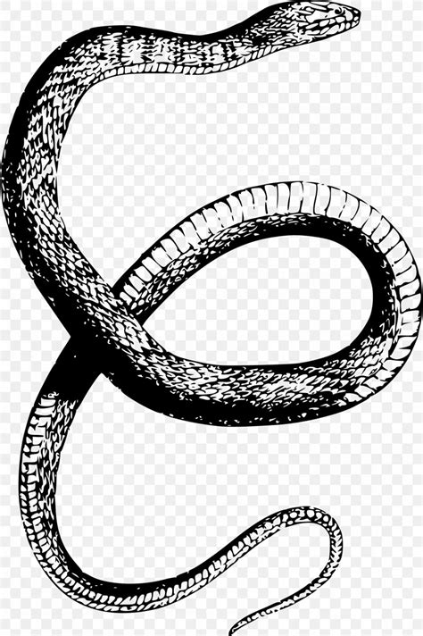 Snake Drawing Clip Art, PNG, 1596x2400px, Snake, Banded Water Snake ...