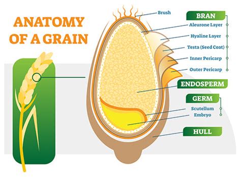 The Health Benefits of Milling Your Own Grains | AvivaHealth.com