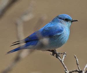 Northern New Mexico Wildlife & Fly Fishing