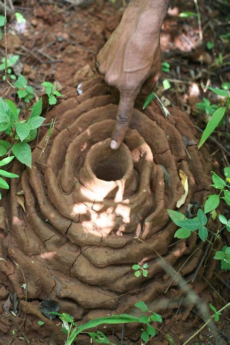 Ant colony | Karıncalar, Doğa, Kuş yuvaları