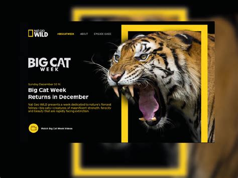 Nat Geo Wild Big Cat Week - Landing Page by Iov Mada on Dribbble