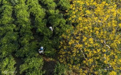 Discovering vibrant senna splendida flowers of Bau Can tea hill