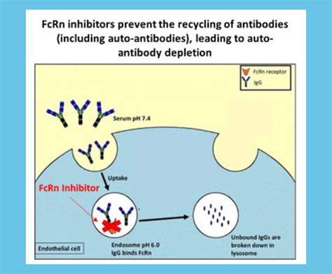 Rozanolixizumab – A New Treatment for MOG Antibody Disease?