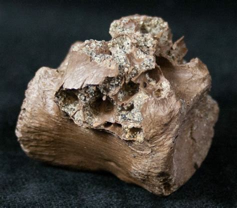 Unidentified Theropod Caudal Vertebrae (#12810) For Sale - FossilEra.com