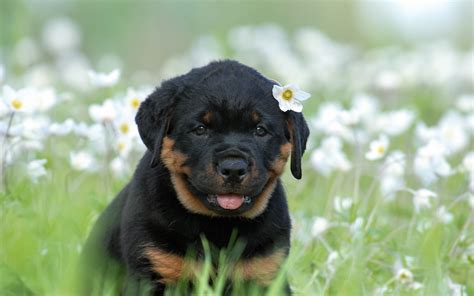 Rottweiler Puppies Wallpaper (54+ images)