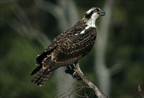 Bird Watching: Osprey Migration, 1 by linthicum