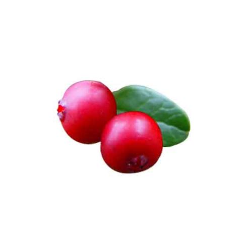 Lingonberry Fruit | Nutrition facts-Lingonberry Fruit | Health benefits