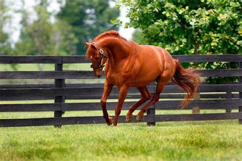 Point Given | Beautiful horses, Horse breeds, Chestnut horse