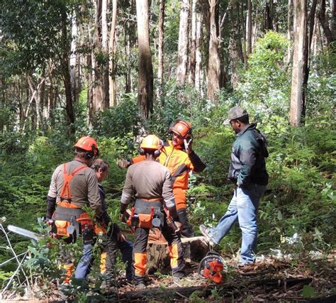 What Chainsaw Do Loggers Use? 15 Things You Should Know – Garden Tool Expert Store