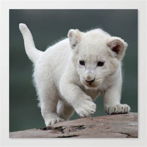 Baby white lion cub photograph from #society6 #lioncub #whitelion # ...