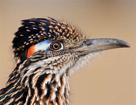 Free photo: Roadrunner Bird - Animal, Bird, Nature - Free Download - Jooinn