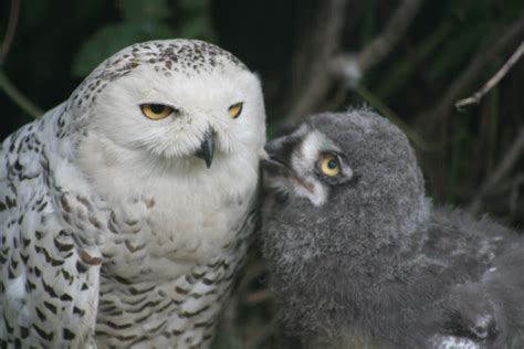 Snowy Owl Invasion - Wild About Utah