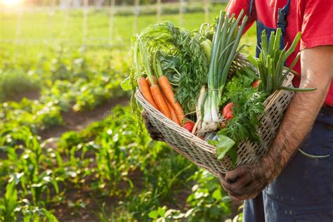 Vegetables in Basket.Farmer Holding Basket with Vegetables. Stock Photo ...