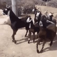 Dancing Goat GIF - Dancing Goat - Discover & Share GIFs