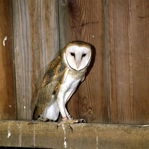 Barn Owl - Ohio Wildlife