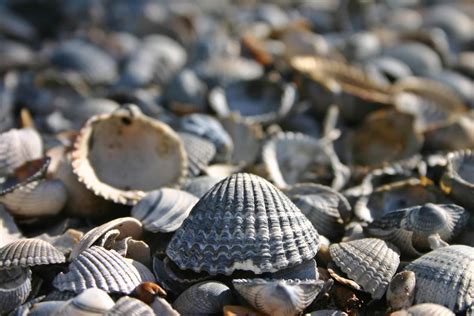 Best Beaches for Seashells in New England - New England Today