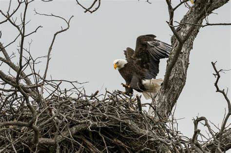 Eagle Nesting Season Ends | Audubon Center for Birds of Prey