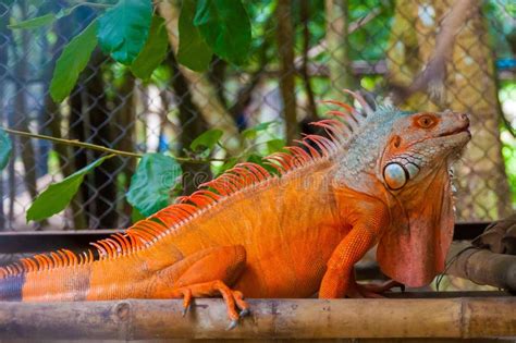 Closeup Shot of an Orange Iguana Reptile Standing on Wood with a Blurred Background 库存图片 - 图片 包括 ...