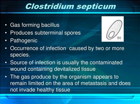 PPT - Clostridium PowerPoint Presentation - ID:582178