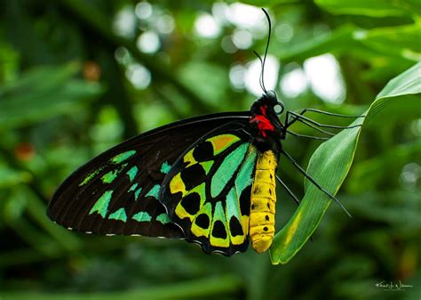 Queen Alexandra’s Birdwing: Worlds Largest Butterfly