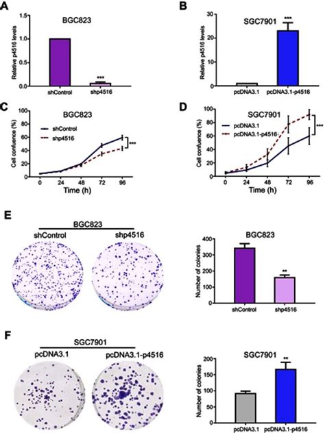 p4516 participated in the process of cell proliferation and colony... | Download Scientific Diagram