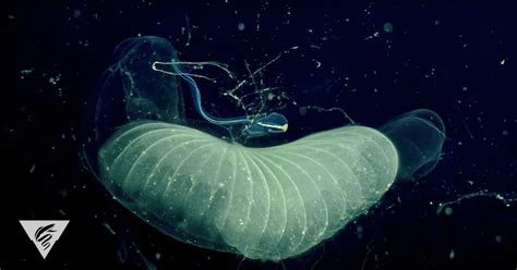 Giant Larvaceans Could Help Clean Up the Great Garbage Patch Mess