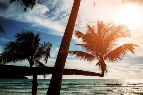 Coconut Tree on Beach at Sunset Stock Photo - Image of lagoon, season ...