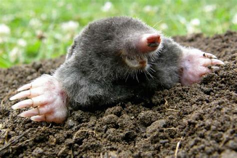 Moles in the garden - Richard Jackson Garden