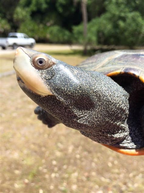 Tortoises, Terrapins and Sea Turtles - UF/IFAS Extension Nassau County