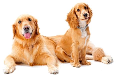 Golden Cocker Retriever Guide: The Ultimate Family Pet? | Perfect Dog ...