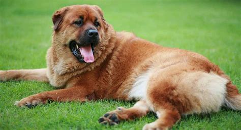 Top Chow Chow Mix Breeds And Their Traits