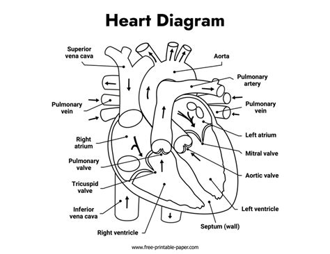 Heart Diagram – Free Printable Paper