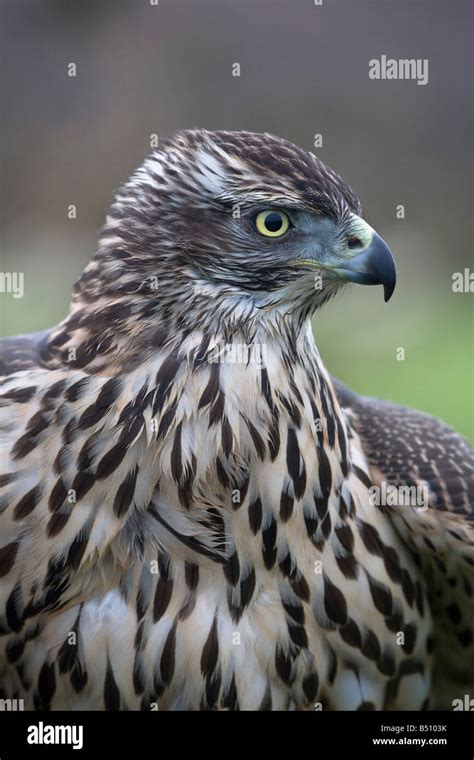 goshawk Accipiter gentilis juvenile female Stock Photo - Alamy