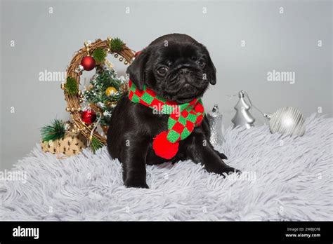 Black pug puppy on grey background with Christmas Decorations Stock Photo - Alamy