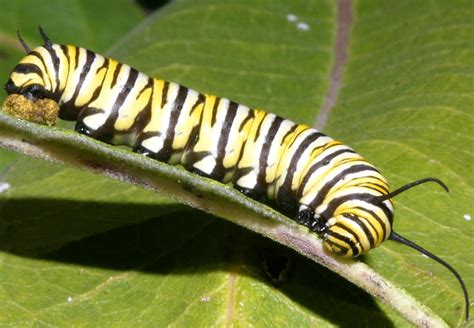 Caterpillar | Animal Wildlife