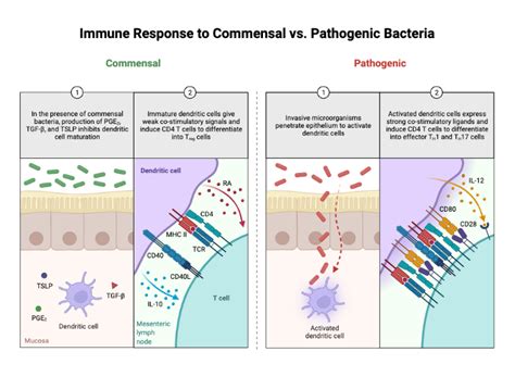 Immune Response to Commensal vs. Pathogenic Bacteria | BioRender Science Templates