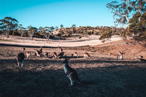 Bonorong Wildlife Sanctuary: Ethical Animal Encounters in Tasmania