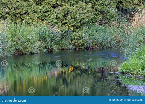 Riverbank Plants Reflected in the Waters of the Credit River Stock Image - Image of ontario ...