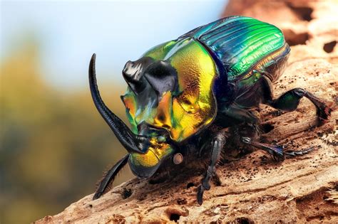 Metallic rhino beetle, animals, insect, beetles, macro HD wallpaper ...