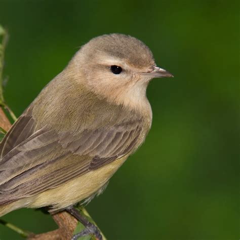 Warbling Vireo | National Geographic