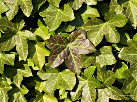 Ivy Wallpapers - Wallpaper Cave