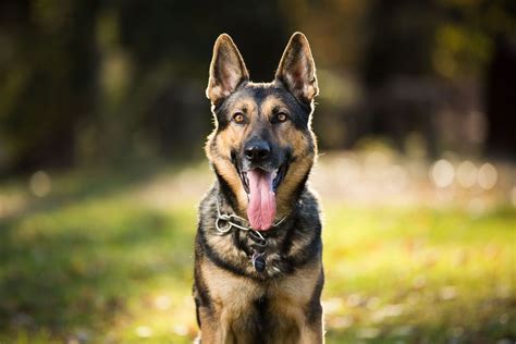 The 13 Best Guard Dogs — The Best Dog for Home Protection